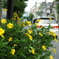 道路沿いの黄色い花