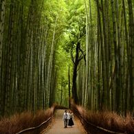 京都嵯峨野の竹林を歩く