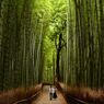 京都嵯峨野の竹林を歩く