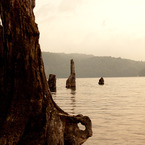 湖に佇む枯木2