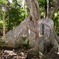 西表島の巨木　サキシマスオウノキ