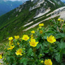 花と燕岳
