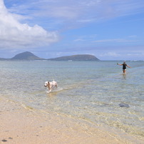 犬も喜ぶビーチ
