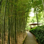 Overwhelming Bamboos