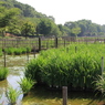 北山公園の菖蒲畑