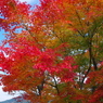 峰山高原の紅葉