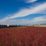 海の紅葉