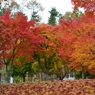 高原の紅葉