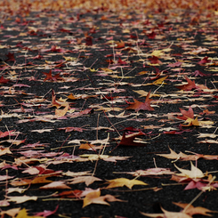 『leaf fall』