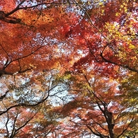 紅葉天井