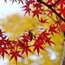 京都 北野天満宮