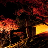 築地塀の夜秋