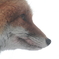 Profile of fox 