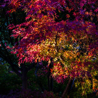 木漏れ日の中の紅葉