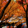 kyoto -fall-