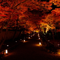 京の夜紅葉Ⅱ