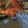 紅葉の六義園にて⑭