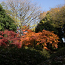 紅葉の六義園にて⑮