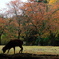 Nara kouen