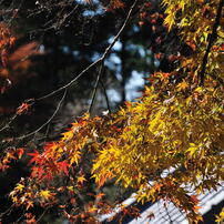 2012-12-08・北鎌倉の紅葉