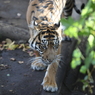 上野動物園　トラ