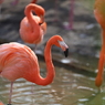 上野動物園　フラミンゴ