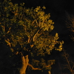 夜の並木