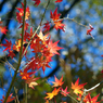 都会の紅葉