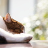 Nap on a roof.