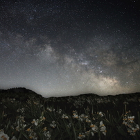 越前水仙の星空