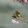 河津桜とメジロ