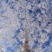 大雪