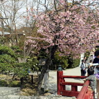 鎌倉散策　報国寺界隈