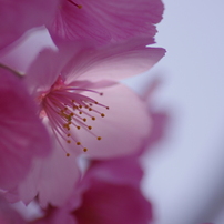 麗花　　－桜ー