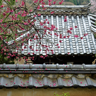 城下町竹田の花めぐり　４