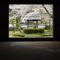 城下町竹田の花めぐり　5