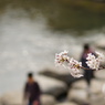 桜 ～ 飛び石のある風景