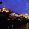 三溪園の夜桜2013