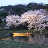 三溪園の夜桜2013