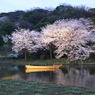 三溪園の夜桜2013