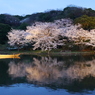 三溪園の夜桜2013