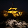 三溪園の夜桜2013年3月23日