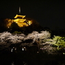 三溪園の夜桜2013年3月23日