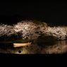 三溪園の夜桜2013年3月23日