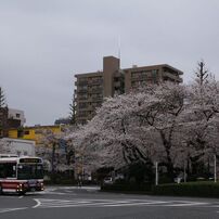 国立駅サクラ