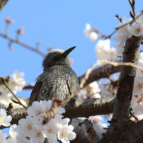 SAKURA　海軍道路・千本桜