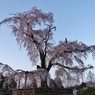 京都 円山公園 桜