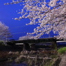 朧月夜に桜