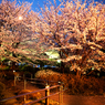 浜町公園の夜桜