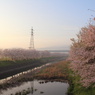 霞み桜